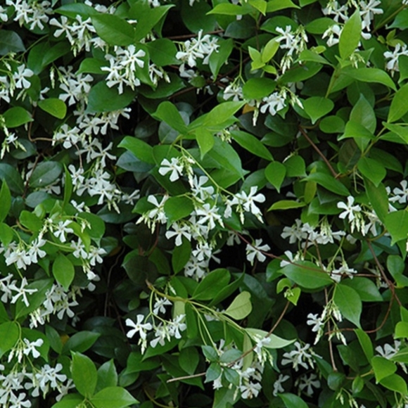 Meet your Posher, Jasmine - Picture 1 of 1